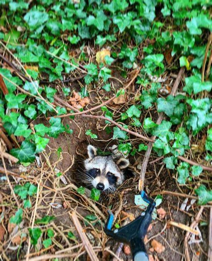 
Mass. Rescuers Save Raccoon Stuck in Peanut Butter Jar from Sticky Situation 