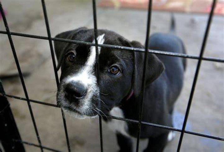 
Meet Anastasiia Yalanskaya, Ukraine Volunteer Killed In Dog Shelter While Feeding Dogs, Here Is More 